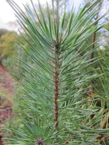 Pin sylvestre