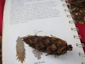 Sapin de Douglas